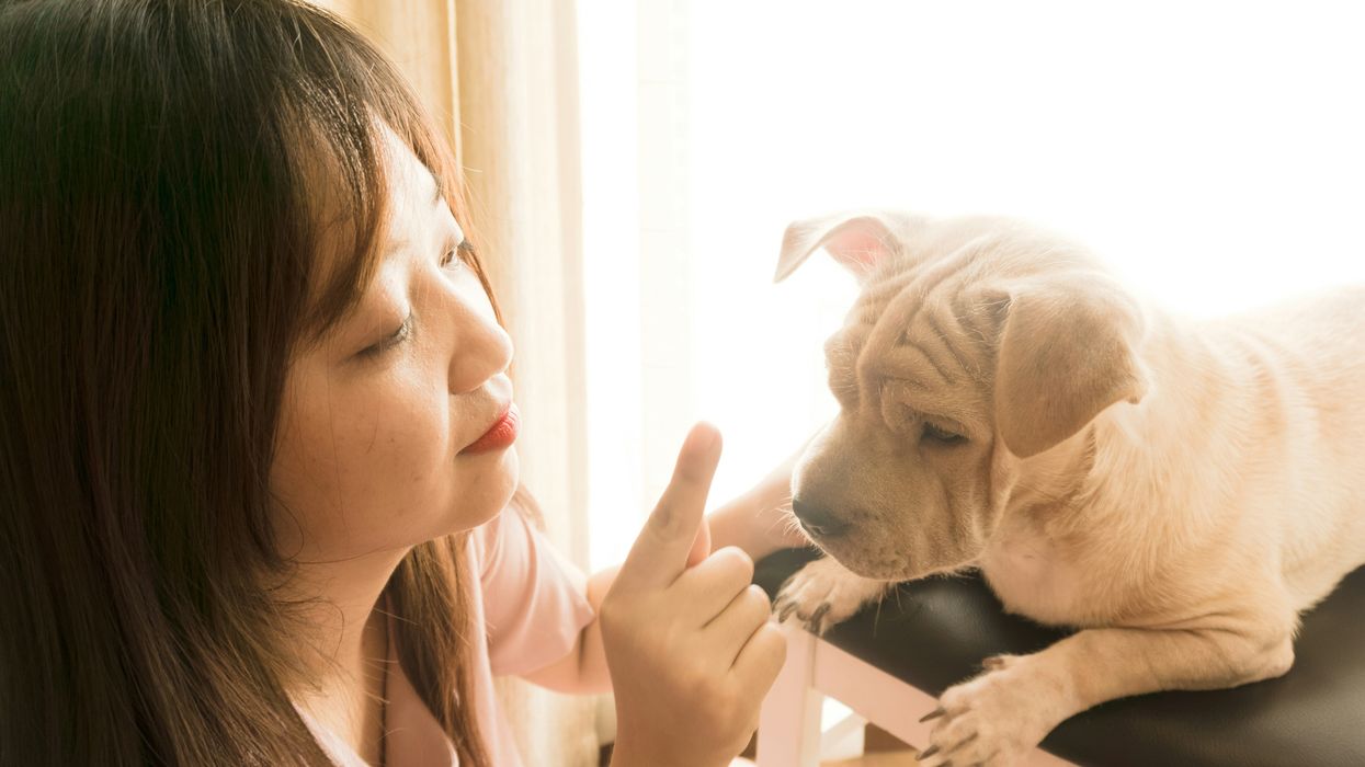 The Crucial Role of Dogs in Millennial Lives
