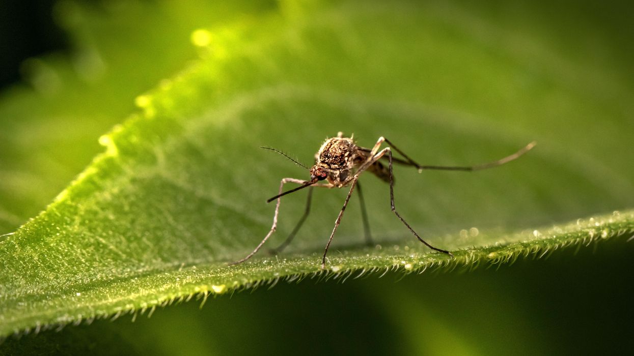 West Nile Virus This Summer: A Growing Threat