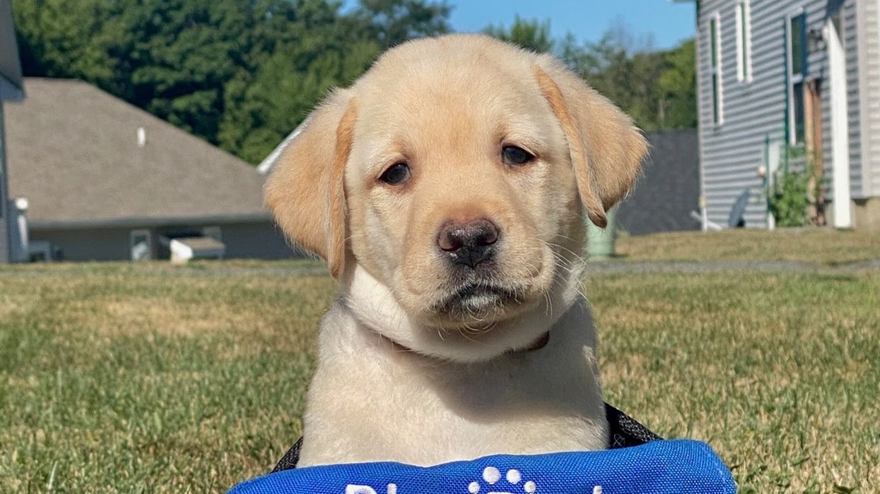 The Very Big and Important Differences Between Service Dogs and Emotional Support Dogs