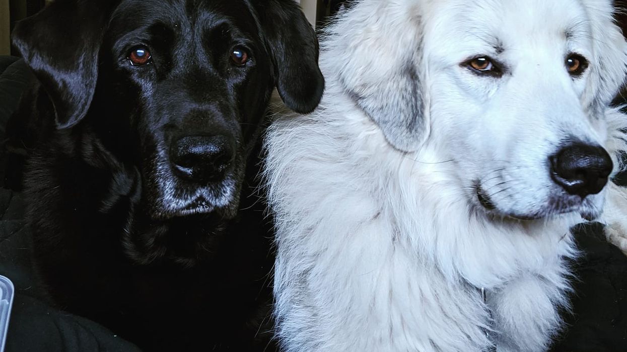 Howl-idays Made Better: The Pawsitive Perks of Having Dogs